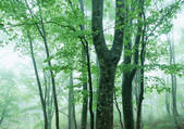 tkf001_123321