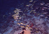 tkf001_126839