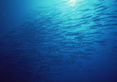 tkf001_127351