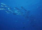 tkf001_127476