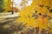 tkf001_155584