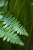 tkf001_200325