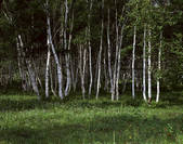 tkf001_337279