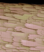 tkf001_405780