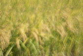 tkf001_788763