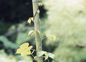 tkf001_808733