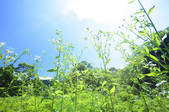 tkf001_810081