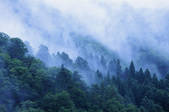 tkf001_810259