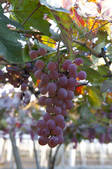 tkf001_817301