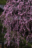 tkf001_825126