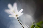 tkf001_470330