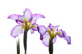 tkf001_555221