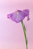 tkf001_555686