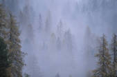 tkf003_116111