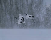tkf003_117467