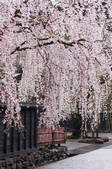 tkf003_119650