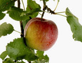 tkf001_699302
