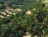 tkf003_177896