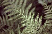 tkf003_320761