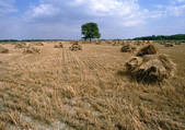 tkf003_420668