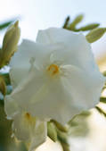 tkf003_429728