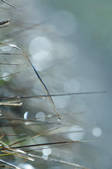 tkf003_441069