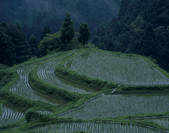 tkf003_533822
