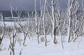 tkf003_534733