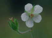tkf003_540602