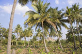 tkf003_604699