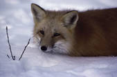 tkf003_711992