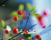 tkf003_716241