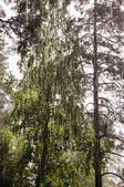 tkf003_800551