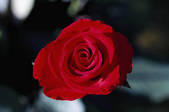 tkf003_809486