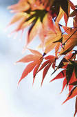 tkf003_986384