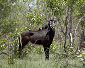 tkm001_509793