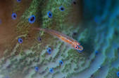 tkm001_539264