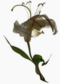 tkm001_540061