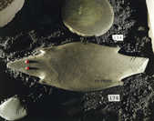 tkm001_762454