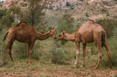 tkm001_784535