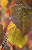 tkm001_804963