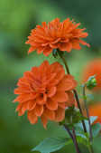 tkm001_806162