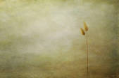 tkm001_866502