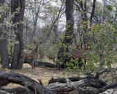 tkm003_185886