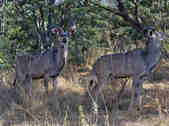 tkm003_185961