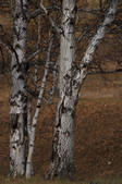 tkf002_100357
