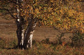 tkf002_100377