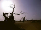 tkf005_2350660