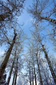 tkf005_246364