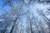 tkf005_246365